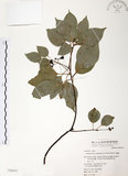 中文名:樟樹(S050652)學名:Cinnamomum camphora (L.) Presl(S050652)英文名:Camphor Tree