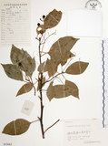 中文名:樟樹(S055663)學名:Cinnamomum camphora (L.) Presl(S055663)英文名:Camphor Tree
