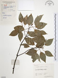 中文名:樟樹(S059505)學名:Cinnamomum camphora (L.) Presl(S059505)英文名:Camphor Tree