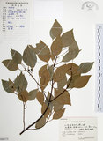 中文名:樟樹(S060175)學名:Cinnamomum camphora (L.) Presl(S060175)英文名:Camphor Tree