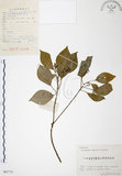 中文名:樟樹(S061772)學名:Cinnamomum camphora (L.) Presl(S061772)英文名:Camphor Tree