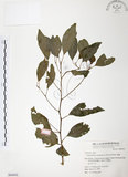 中文名:樟樹(S064442)學名:Cinnamomum camphora (L.) Presl(S064442)英文名:Camphor Tree