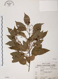 中文名:樟樹(S071617)學名:Cinnamomum camphora (L.) Presl(S071617)英文名:Camphor Tree