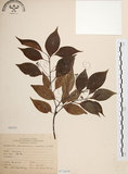 中文名:樟樹(S071619)學名:Cinnamomum camphora (L.) Presl(S071619)英文名:Camphor Tree