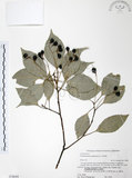 中文名:樟樹(S074644)學名:Cinnamomum camphora (L.) Presl(S074644)英文名:Camphor Tree