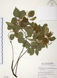 中文名:樟樹(S077246)學名:Cinnamomum camphora (L.) Presl(S077246)英文名:Camphor Tree
