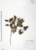 中文名:樟樹(S088898)學名:Cinnamomum camphora (L.) Presl(S088898)英文名:Camphor Tree