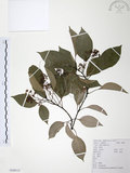 中文名:樟樹(S100115)學名:Cinnamomum camphora (L.) Presl(S100115)英文名:Camphor Tree