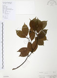中文名:樟樹(S101930)學名:Cinnamomum camphora (L.) Presl(S101930)英文名:Camphor Tree