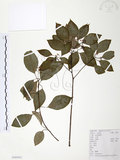 中文名:樟樹(S103923)學名:Cinnamomum camphora (L.) Presl(S103923)英文名:Camphor Tree