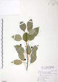 中文名:樟樹(S106991)學名:Cinnamomum camphora (L.) Presl(S106991)英文名:Camphor Tree