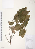 中文名:樟樹(S111750)學名:Cinnamomum camphora (L.) Presl(S111750)英文名:Camphor Tree