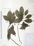 中文名:樟樹(S111982)學名:Cinnamomum camphora (L.) Presl(S111982)英文名:Camphor Tree