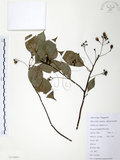 中文名:樟樹(S112005)學名:Cinnamomum camphora (L.) Presl(S112005)英文名:Camphor Tree