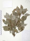 中文名:樟樹(S112117)學名:Cinnamomum camphora (L.) Presl(S112117)英文名:Camphor Tree