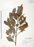 中文名:樟樹(S112906)學名:Cinnamomum camphora (L.) Presl(S112906)英文名:Camphor Tree