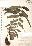 中文名:廣葉鋸齒雙蓋蕨(P007466)學名:Diplazium dilatatum Blume(P007466)