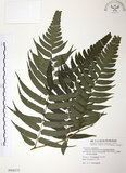 中文名:廣葉鋸齒雙蓋蕨(P008275)學名:Diplazium dilatatum Blume(P008275)