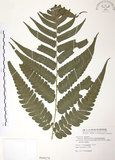 中文名:廣葉鋸齒雙蓋蕨(P008278)學名:Diplazium dilatatum Blume(P008278)
