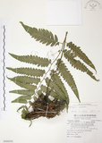 中文名:廣葉鋸齒雙蓋蕨(P008450)學名:Diplazium dilatatum Blume(P008450)