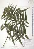 中文名:廣葉鋸齒雙蓋蕨(P009293)學名:Diplazium dilatatum Blume(P009293)