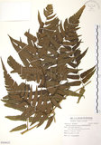 中文名:廣葉鋸齒雙蓋蕨(P009622)學名:Diplazium dilatatum Blume(P009622)