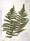 中文名:廣葉鋸齒雙蓋蕨(P009916)學名:Diplazium dilatatum Blume(P009916)