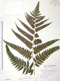 中文名:廣葉鋸齒雙蓋蕨(P009924)學名:Diplazium dilatatum Blume(P009924)