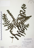 中文名:廣葉鋸齒雙蓋蕨(P009927)學名:Diplazium dilatatum Blume(P009927)