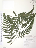 中文名:廣葉鋸齒雙蓋蕨(P010135)學名:Diplazium dilatatum Blume(P010135)