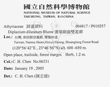 中文名:廣葉鋸齒雙蓋蕨(P01025...