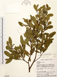 中文名:黃肉樹(S016595)學名:Litsea hypophaea Hayata(S016595)