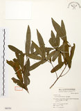 中文名:黃肉樹(S063795)學名:Litsea hypophaea Hayata(S063795)