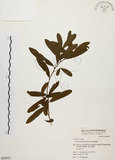 中文名:黃肉樹(S063927)學名:Litsea hypophaea Hayata(S063927)