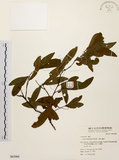 中文名:黃肉樹(S063960)學名:Litsea hypophaea Hayata(S063960)