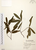 中文名:黃肉樹(S064148)學名:Litsea hypophaea Hayata(S064148)