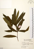 中文名:黃肉樹(S064268)學名:Litsea hypophaea Hayata(S064268)