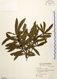 中文名:黃肉樹(S064723)學名:Litsea hypophaea Hayata(S064723)