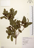 中文名:黃肉樹(S079876)學名:Litsea hypophaea Hayata(S079876)