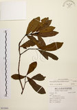 中文名:黃肉樹(S112845)學名:Litsea hypophaea Hayata(S112845)