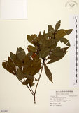 中文名:黃肉樹(S112857)學名:Litsea hypophaea Hayata(S112857)