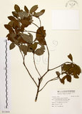中文名:黃肉樹(S112858)學名:Litsea hypophaea Hayata(S112858)