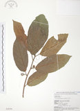 中文名:豬母乳(S028594)學名:Ficus fistulosa Reinw. ex Blume(S028594)中文別名:水同木英文名:Milk tree