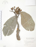 中文名:豬母乳(S046880)學名:Ficus fistulosa Reinw. ex Blume(S046880)中文別名:水同木英文名:Milk tree