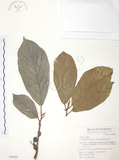 中文名:豬母乳(S049804)學名:Ficus fistulosa Reinw. ex Blume(S049804)中文別名:水同木英文名:Milk tree