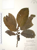 中文名:豬母乳(S050162)學名:Ficus fistulosa Reinw. ex Blume(S050162)中文別名:水同木英文名:Milk tree