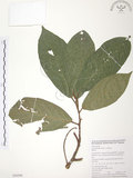 中文名:豬母乳(S050500)學名:Ficus fistulosa Reinw. ex Blume(S050500)中文別名:水同木英文名:Milk tree