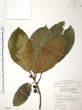中文名:豬母乳(S050967)學名:Ficus fistulosa Reinw. ex Blume(S050967)中文別名:水同木英文名:Milk tree