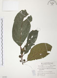 中文名:豬母乳(S053803)學名:Ficus fistulosa Reinw. ex Blume(S053803)中文別名:水同木英文名:Milk tree
