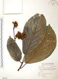 中文名:豬母乳(S062334)學名:Ficus fistulosa Reinw. ex Blume(S062334)中文別名:水同木英文名:Milk tree